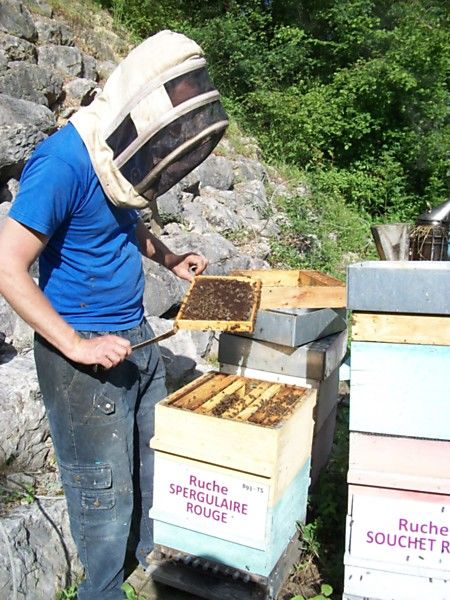 La ruche Spergulaire rouge