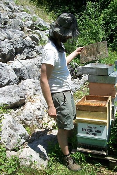 La ruche Spergulaire rouge