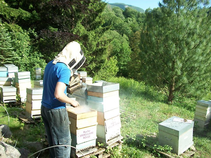 La ruche Spergulaire rouge