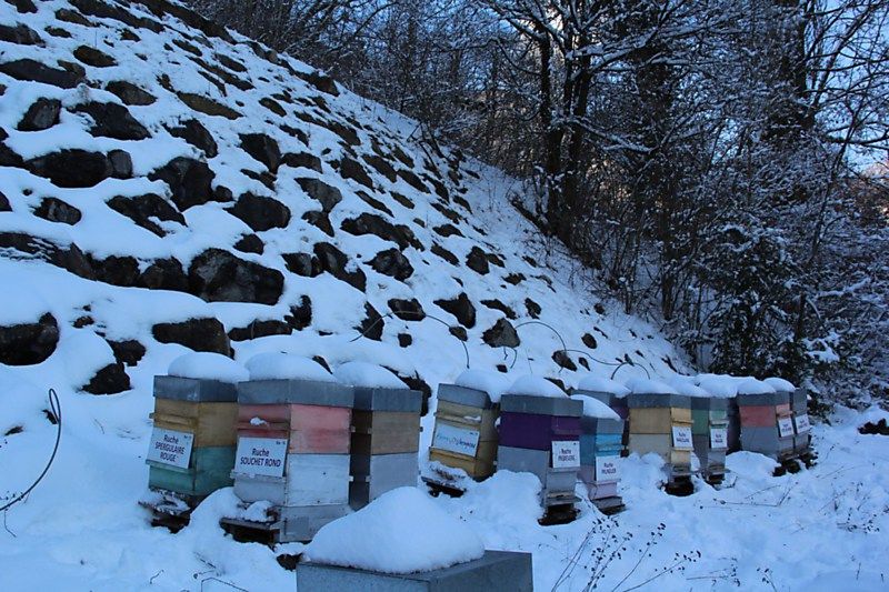 La ruche Spergulaire rouge