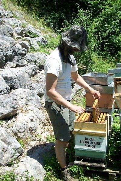 La ruche Spergulaire rouge