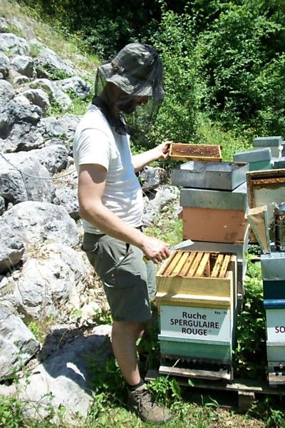 La ruche Spergulaire rouge