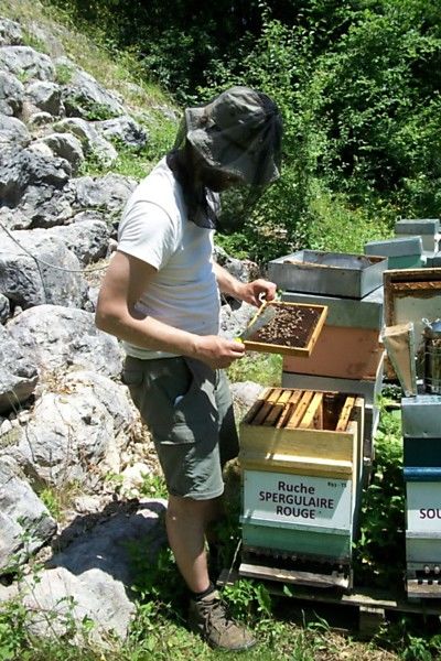 La ruche Spergulaire rouge