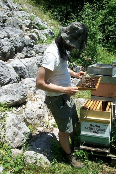 La ruche Spergulaire rouge