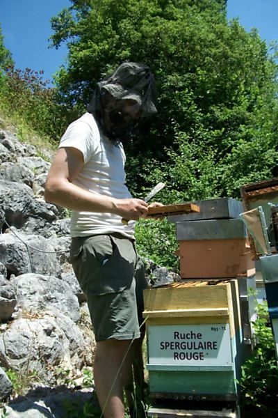 La ruche Spergulaire rouge