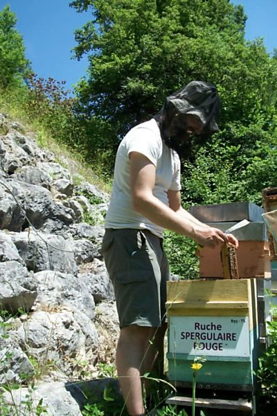 La ruche Spergulaire rouge