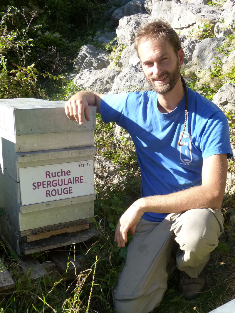 La ruche Spergulaire rouge