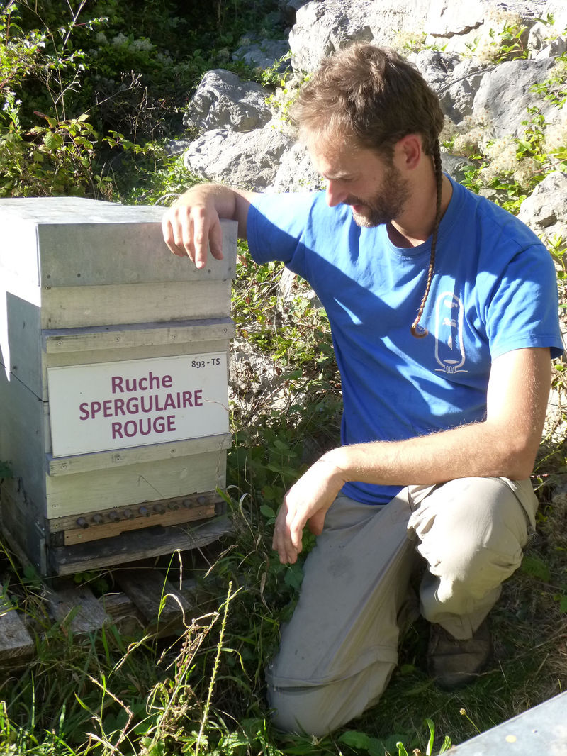 La ruche Spergulaire rouge