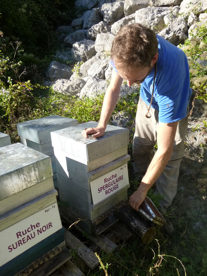 La ruche Spergulaire rouge
