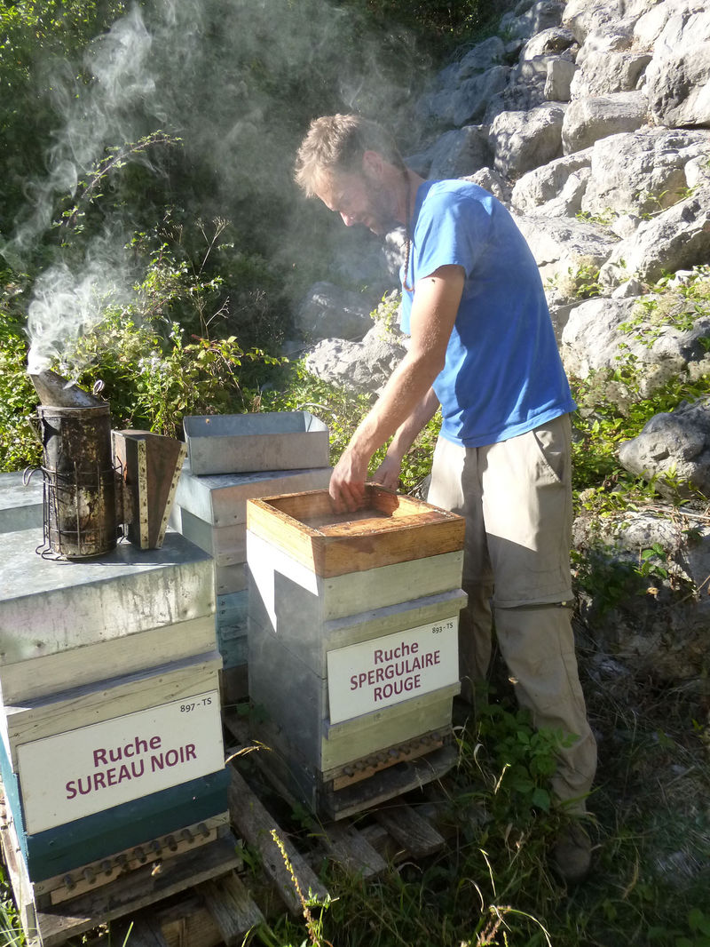 La ruche Spergulaire rouge