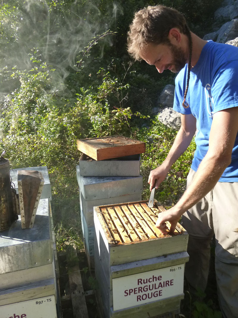 La ruche Spergulaire rouge