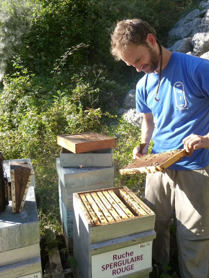 La ruche Spergulaire rouge
