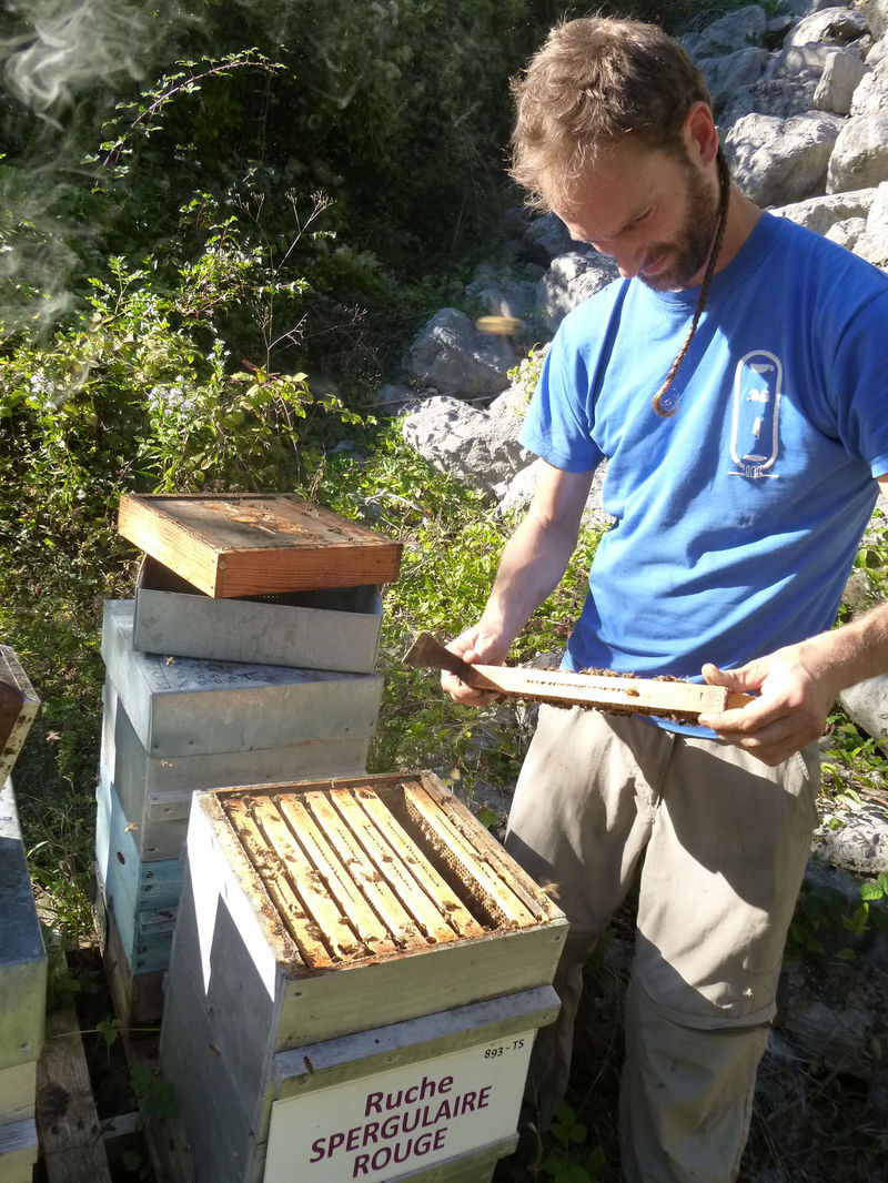 La ruche Spergulaire rouge