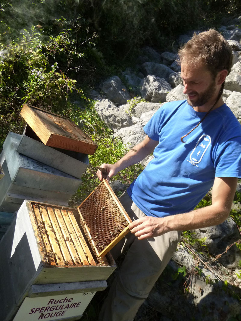 La ruche Spergulaire rouge