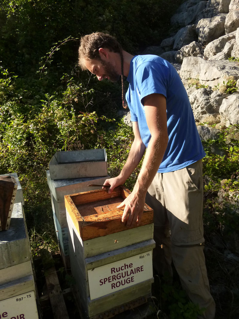 La ruche Spergulaire rouge