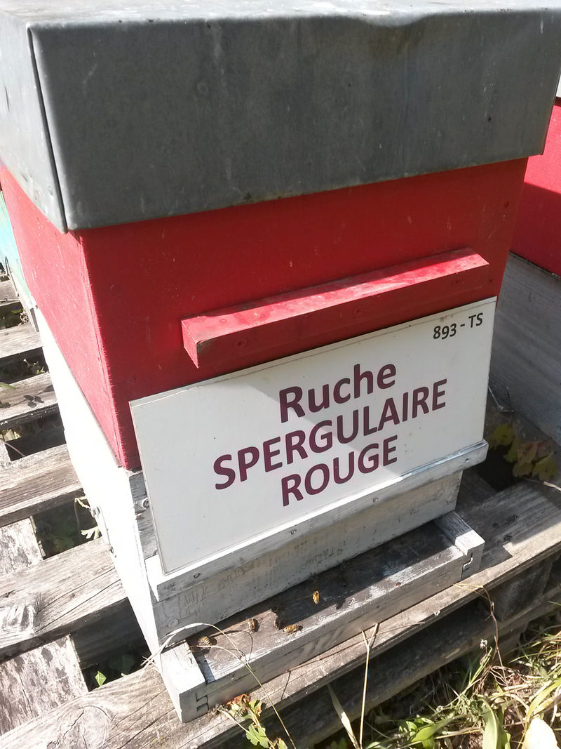 La ruche Spergulaire rouge