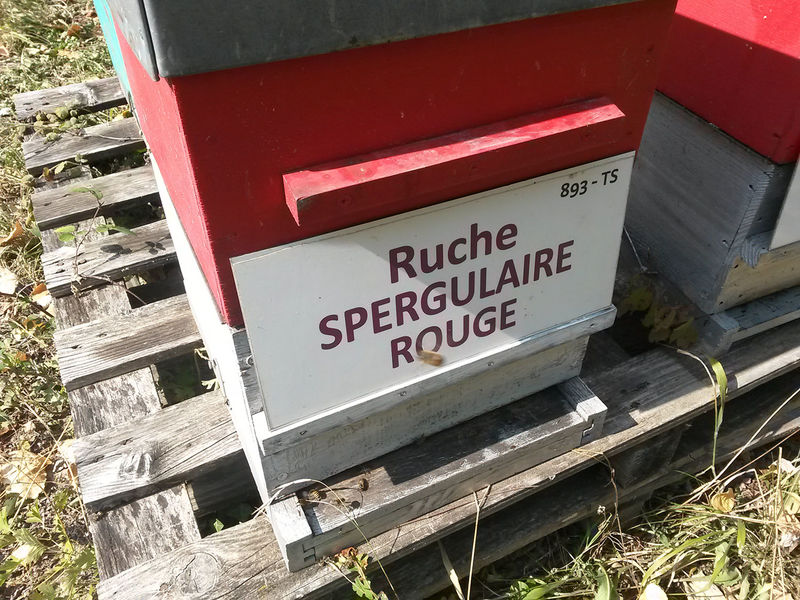 La ruche Spergulaire rouge