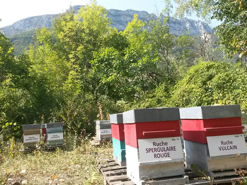 La ruche Spergulaire rouge