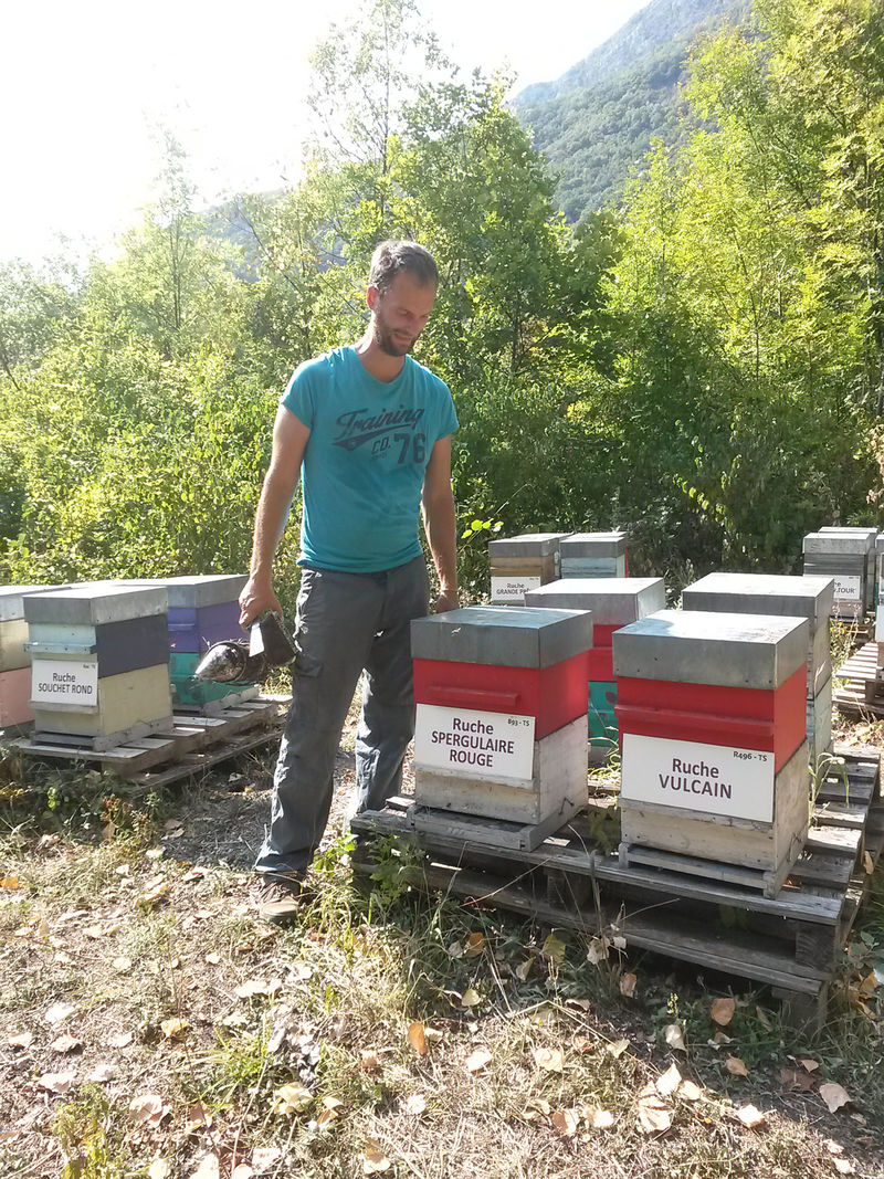 La ruche Spergulaire rouge