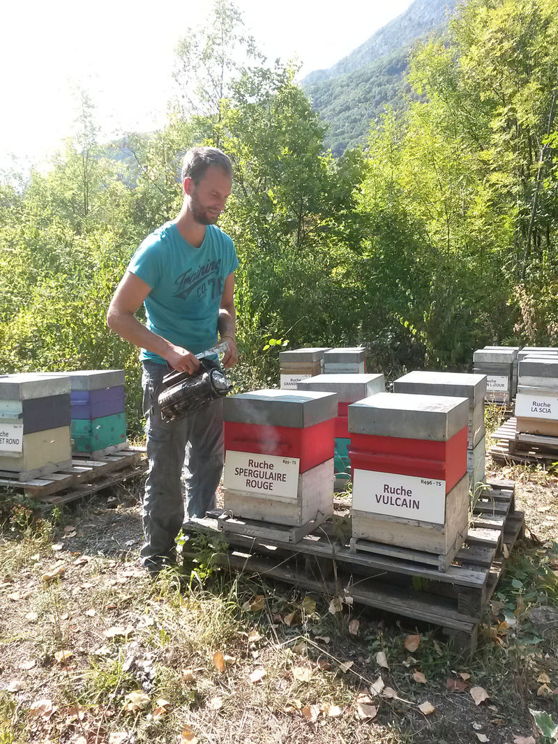 La ruche Spergulaire rouge