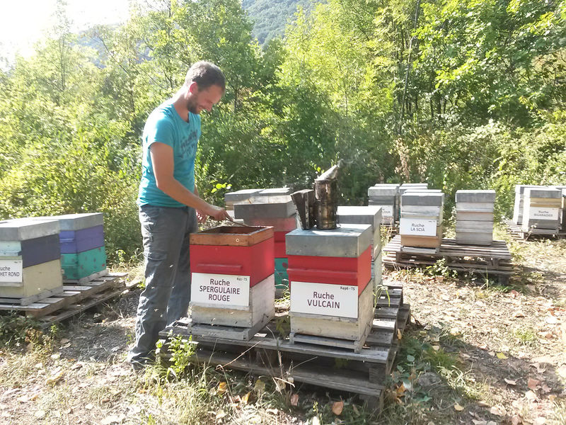 La ruche Spergulaire rouge