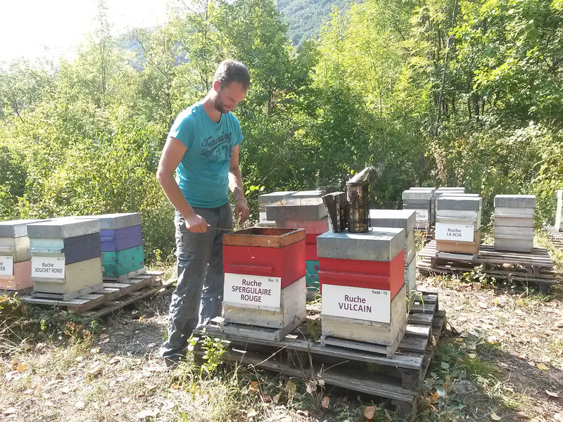 La ruche Spergulaire rouge