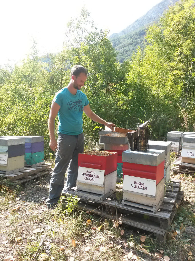 La ruche Spergulaire rouge