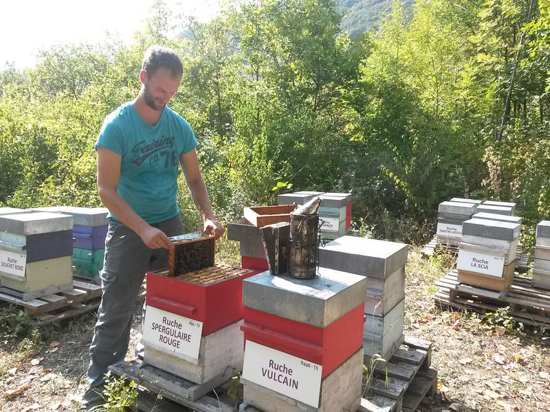 La ruche Spergulaire rouge