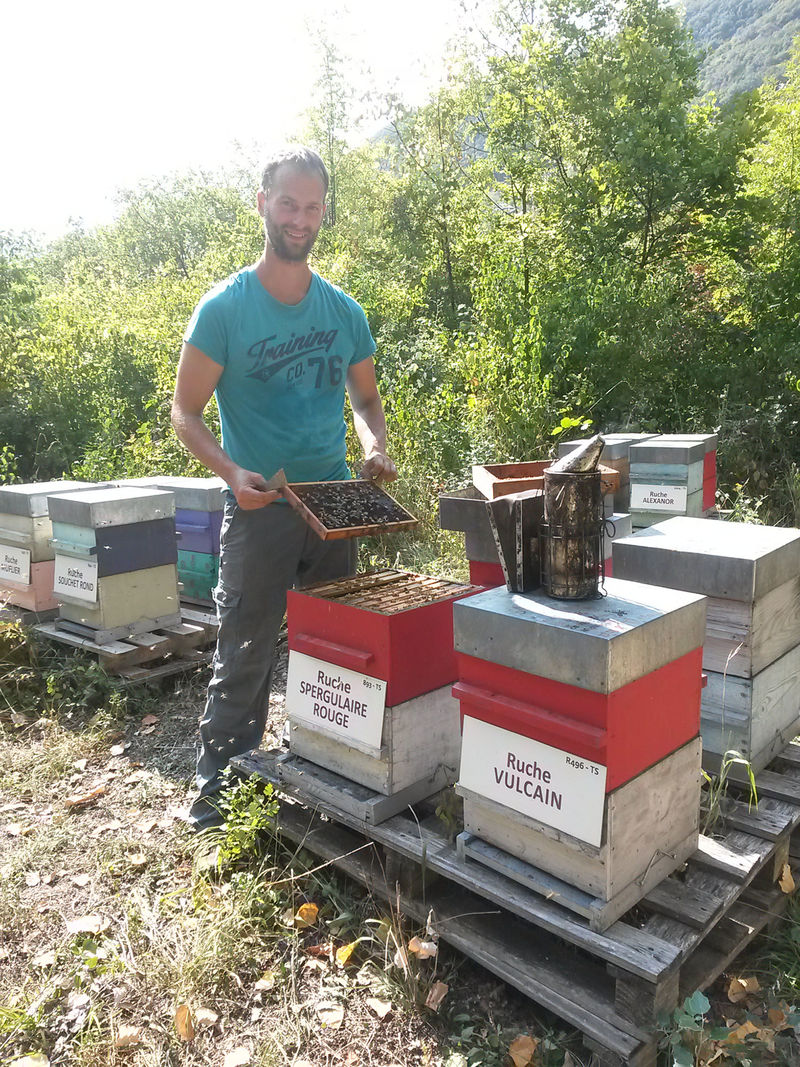 La ruche Spergulaire rouge