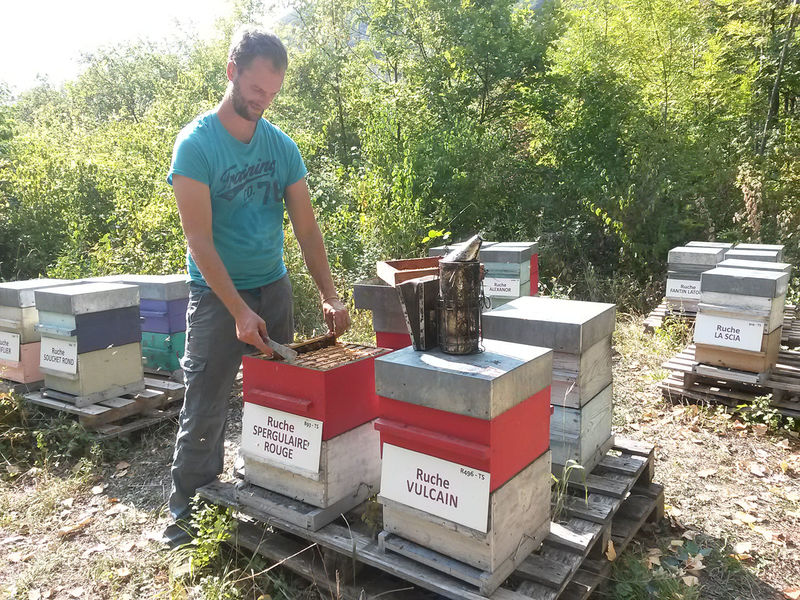 La ruche Spergulaire rouge