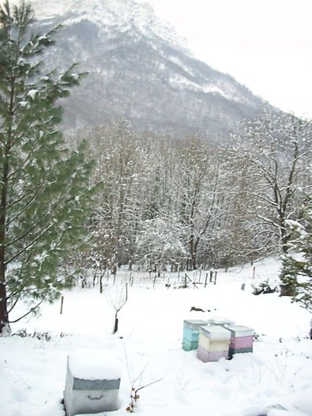 La ruche Spergulaire rouge