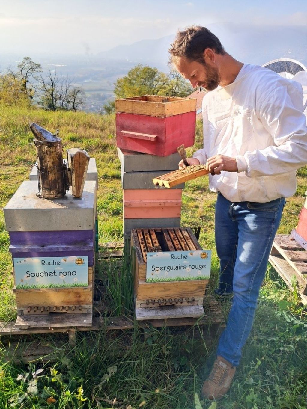 La ruche Spergulaire rouge