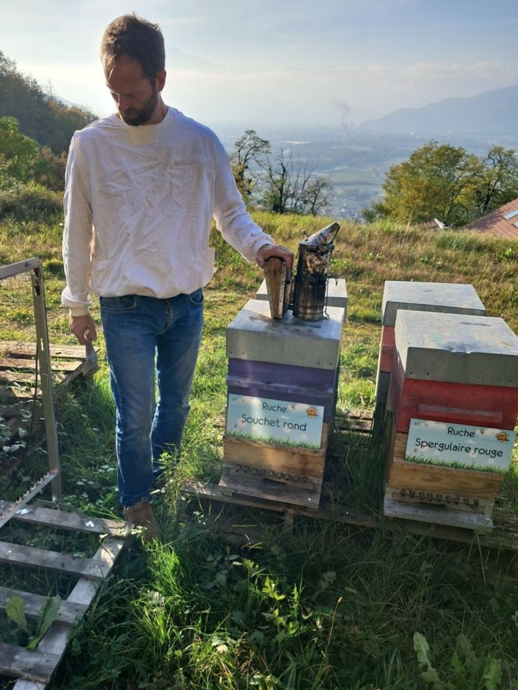 La ruche Spergulaire rouge