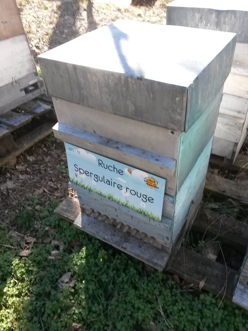 La ruche Spergulaire rouge