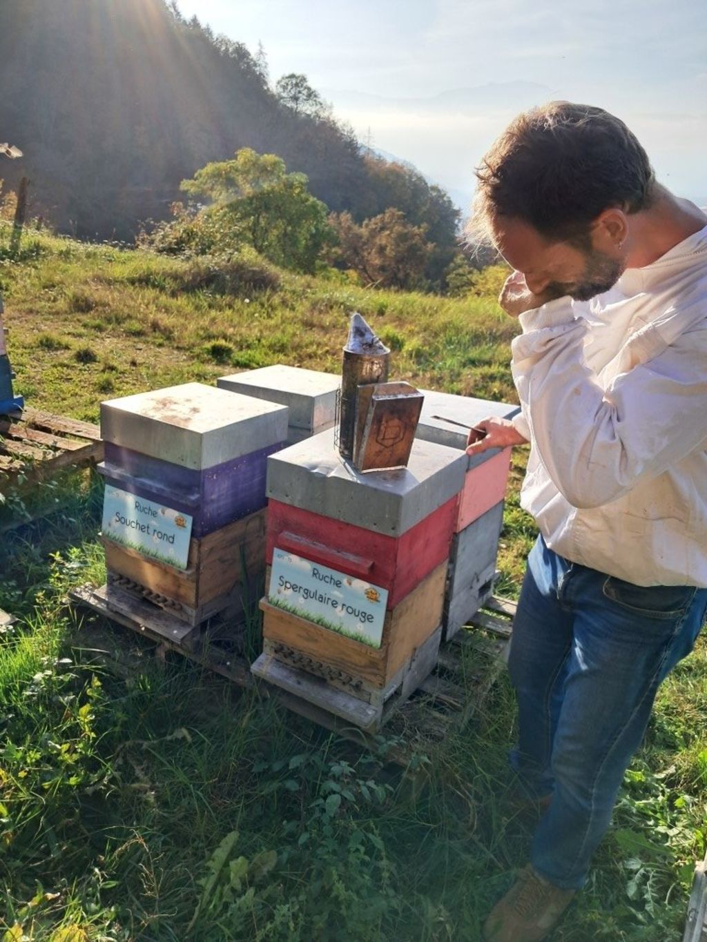 La ruche Spergulaire rouge