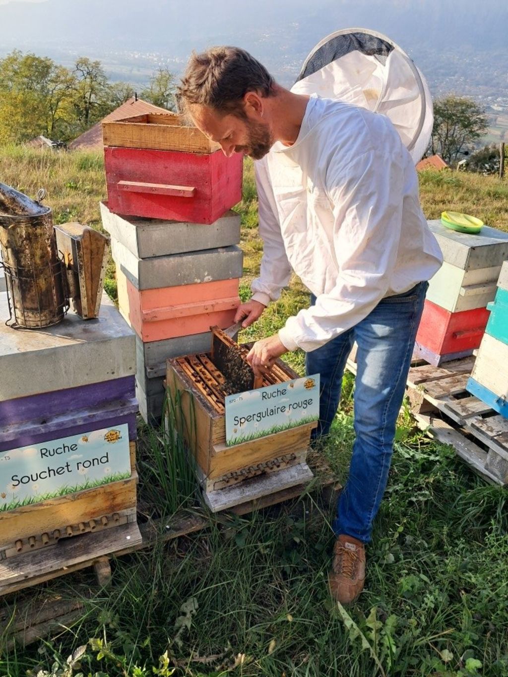 La ruche Spergulaire rouge