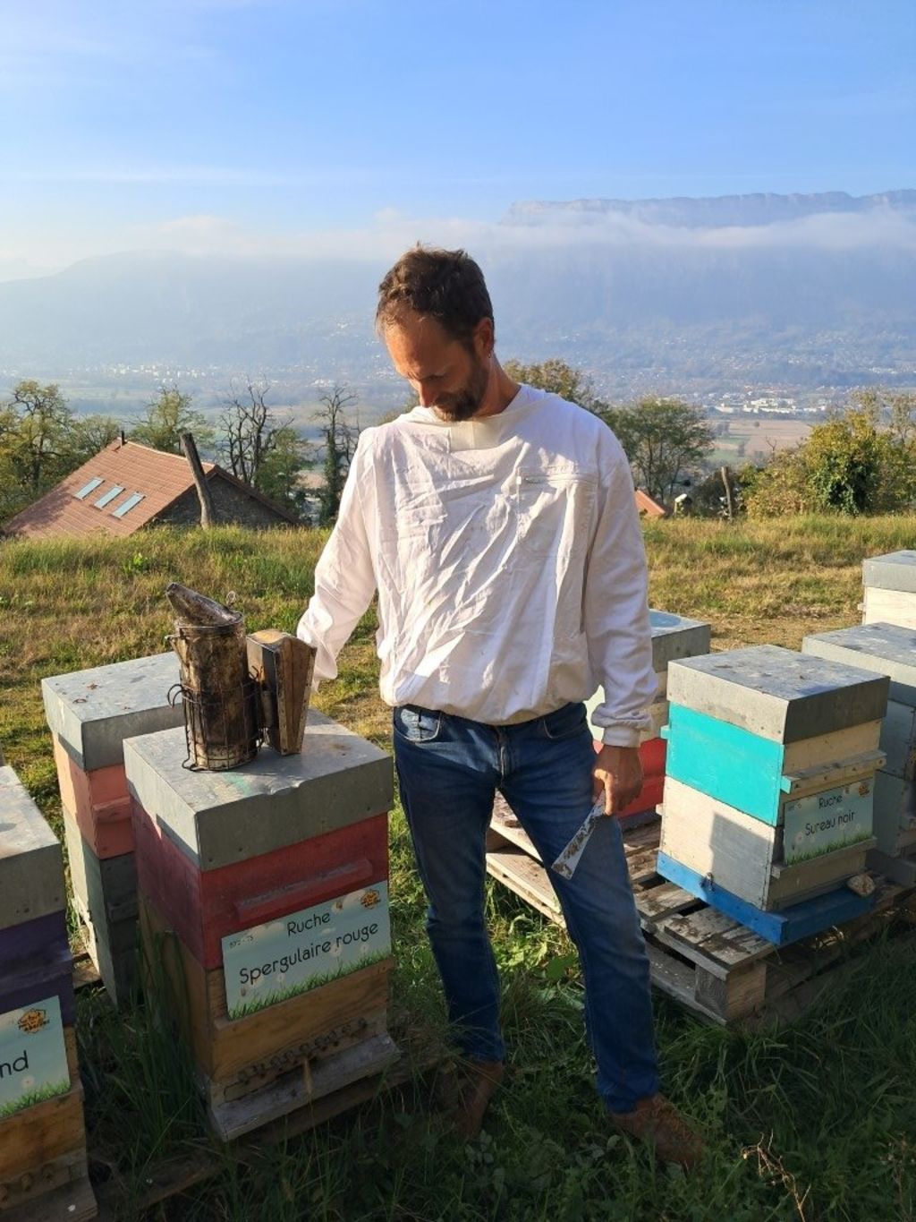 La ruche Spergulaire rouge