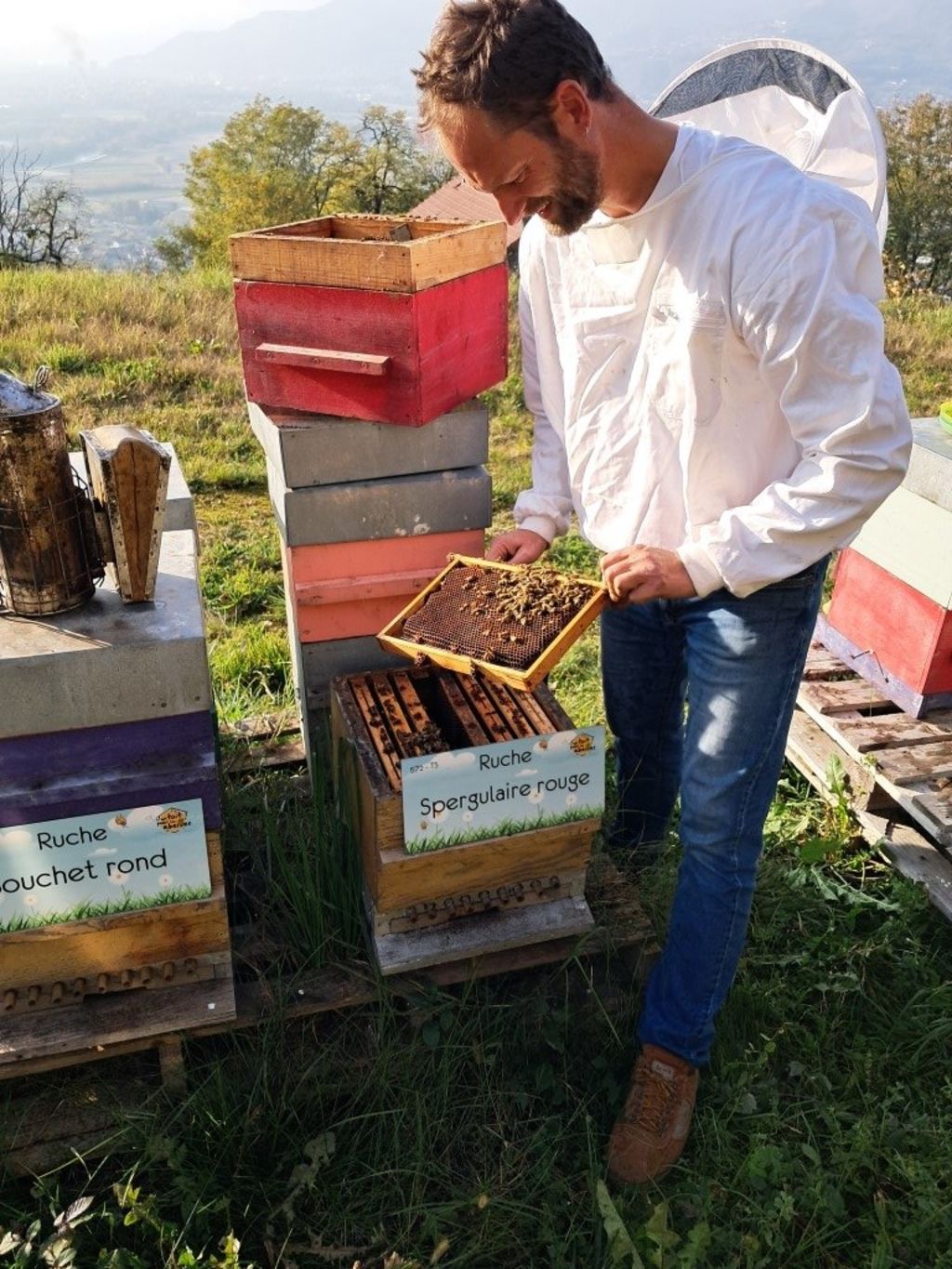 La ruche Spergulaire rouge