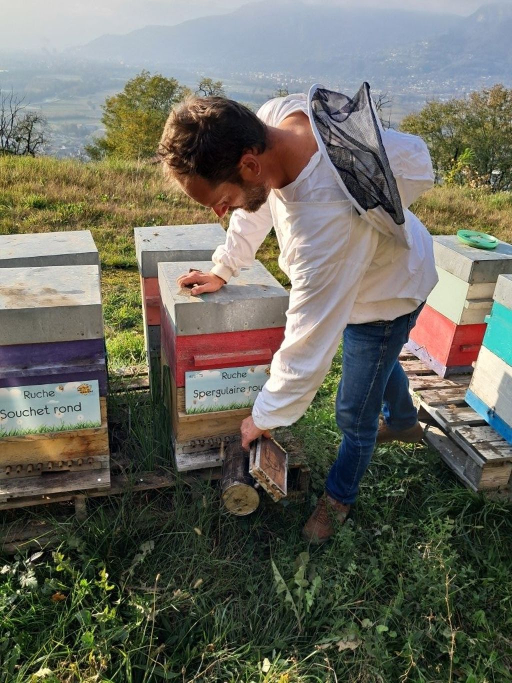 La ruche Spergulaire rouge