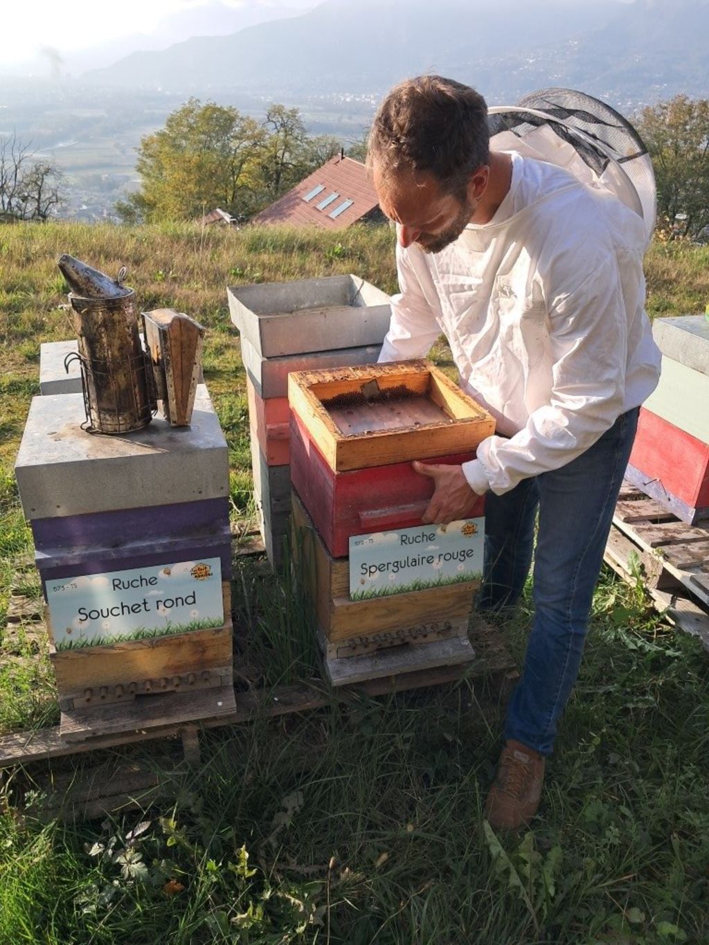 La ruche Spergulaire rouge