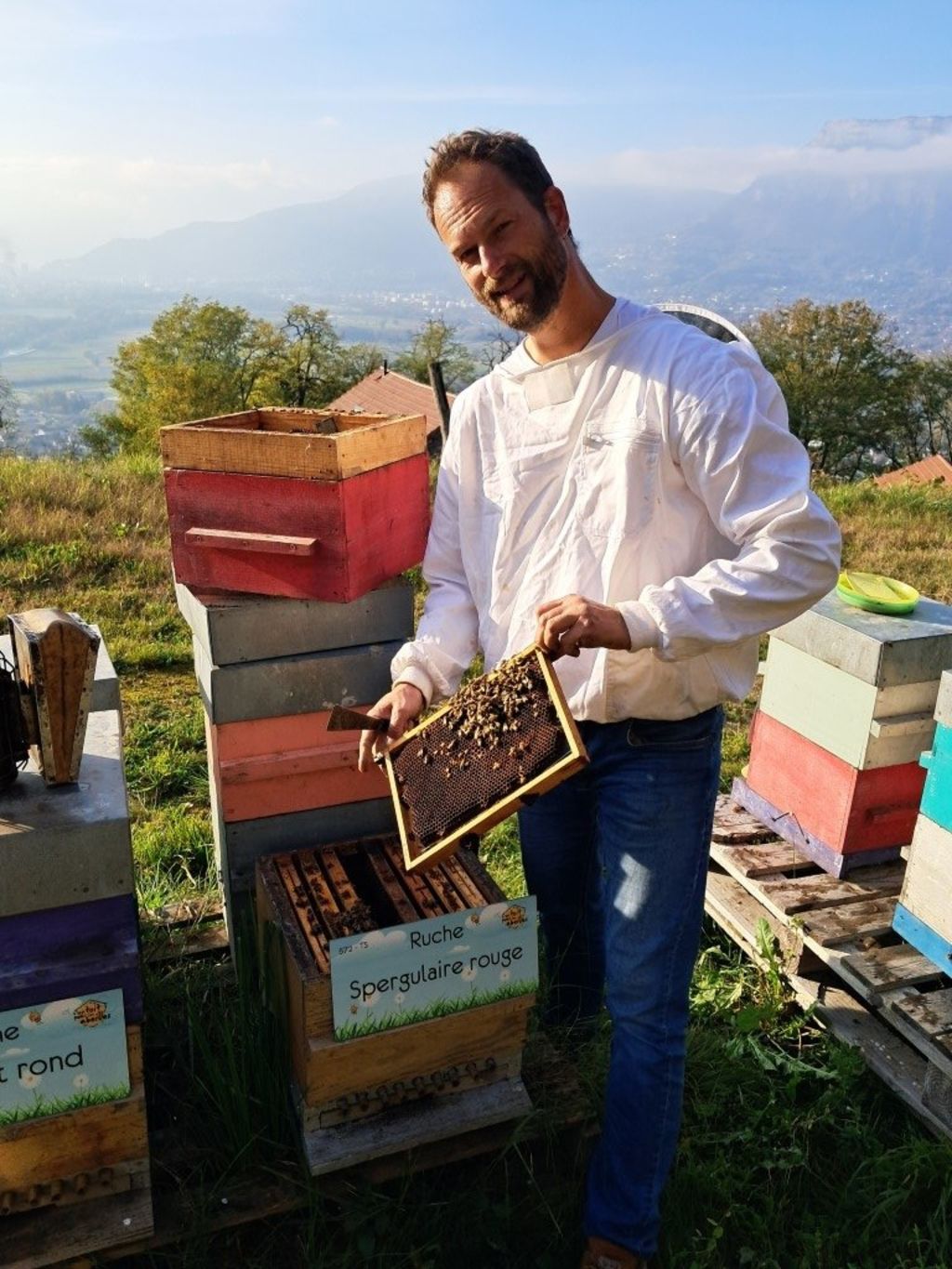 La ruche Spergulaire rouge