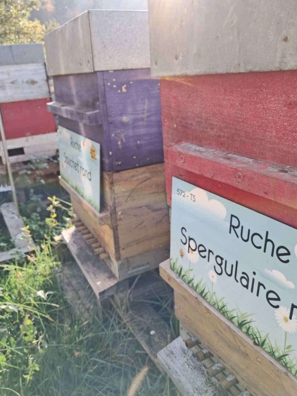 La ruche Spergulaire rouge