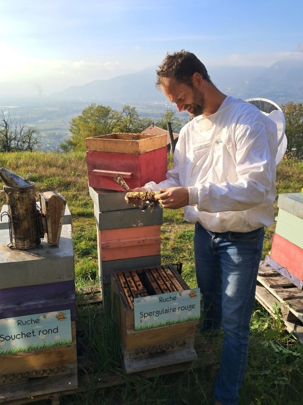 La ruche Spergulaire rouge