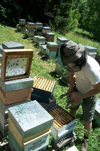 La ruche Souchet rond