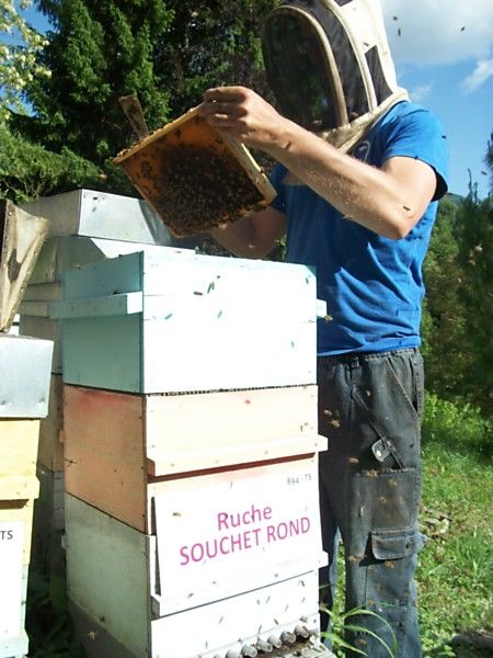 La ruche Souchet rond