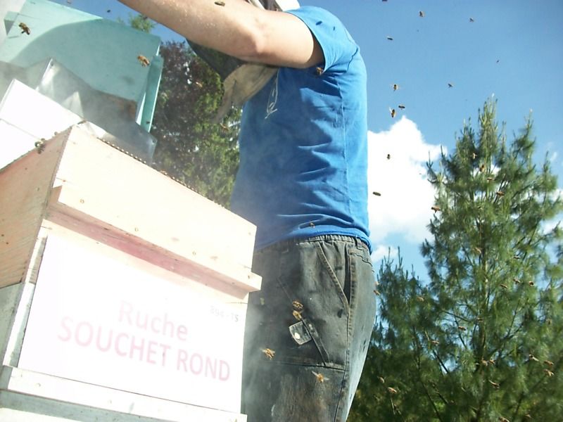 La ruche Souchet rond