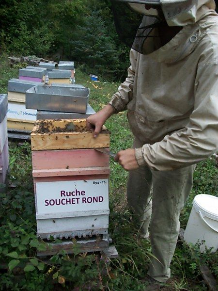 La ruche Souchet rond