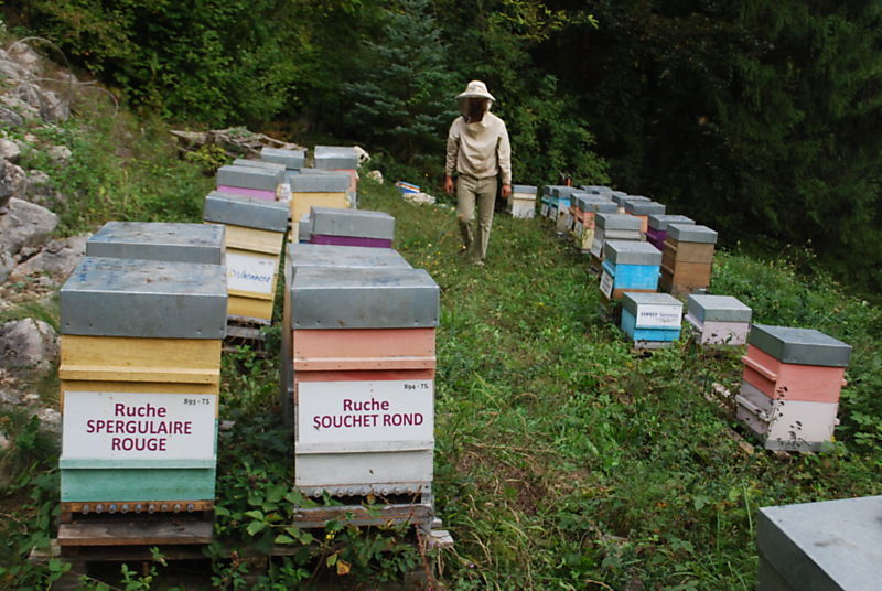 La ruche Souchet rond
