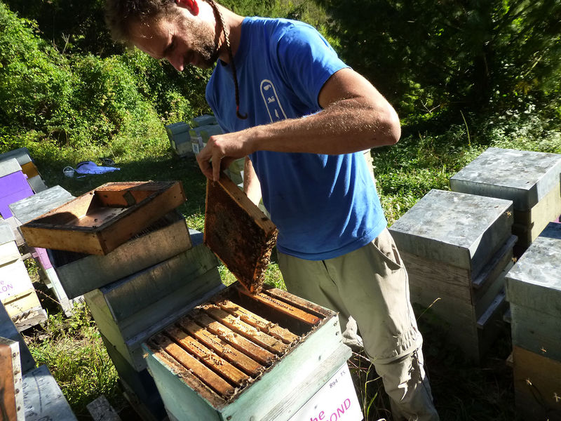 La ruche Souchet rond