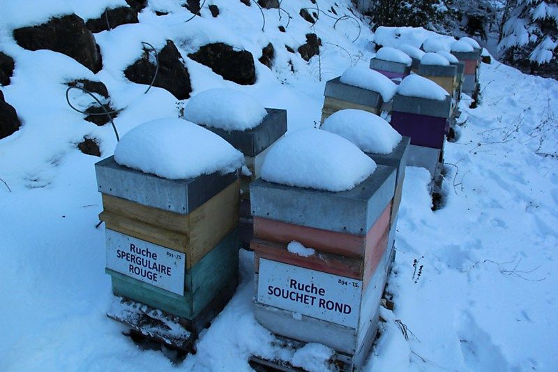 La ruche Souchet rond